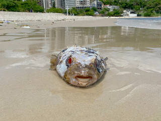 A fish that swells like a balloon, the puffer fish is a friendly fish with red eyes and is found on...