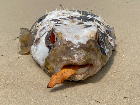 A fish that inflates like a balloon, the puffer fish is a friendly fish, with red eyes and a leaf inside its mouth, found on beaches all over the coast of Brazil.