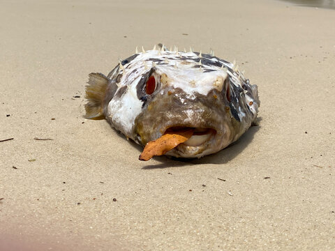 A fish that inflates like a balloon, the puffer fish is a friendly fish, with red eyes and a leaf inside its mouth, found on beaches all over the coast of Brazil.
