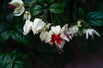 Close up of a healthy bleeding heart vine. White and crimson blooms.