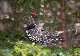 Male spruce grouse in a tree