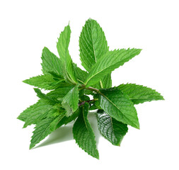 sprig of peppermint with green leaves on a white isolated background. Culinary spice for drinks and...