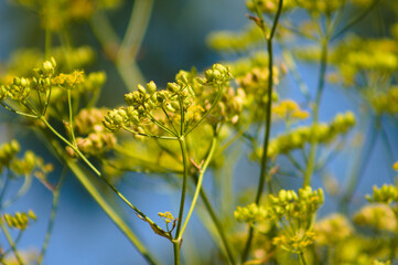 Closeup of yellow parsnip with selective focus on foreground and blue sky on background