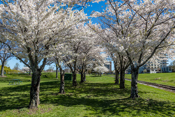 Obraz premium Cherry Tree Aisle