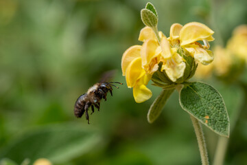 photo sequence of a bumblebee sipping nectar. Photo.01