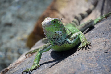 Green Iguana Doing Push Ups on a Rock