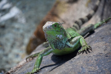 Looking into the Face of a Green Iguana Lizard
