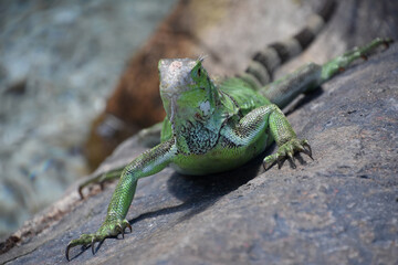 Green Iguana with Claws on a Rock