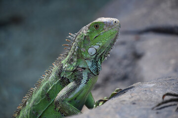 Looking into the Eye of a Green Iguana