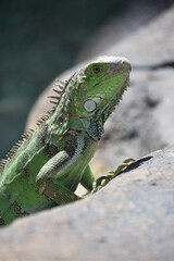 Large Green Lizard on a Big Rock