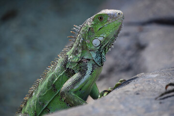Terrific Profile of a Green Iguana Lizard
