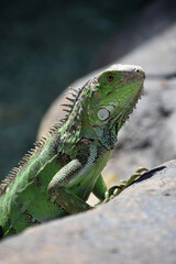 Profile of a Green Iguana Lizard on a Rock