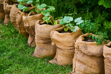 Growing pumpkin and tomato seedlings in jute bags full of composted soil in the garden.