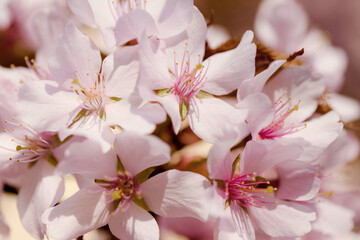  Pink sakura flowers, Cherry blossom closeup.