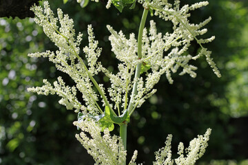  big rhubarb flower in may