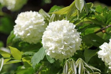 white flowers in the garden, common snowball, viburnum opulus