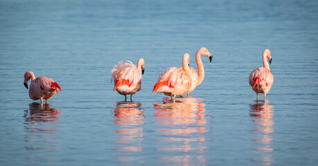 Phoenicopterus chilensis, flamenco rosado chileno, bandada  de flamencos en las orillas de la costa marina, mar azulado , bandada de flamencos alimentándose libres, salvajes