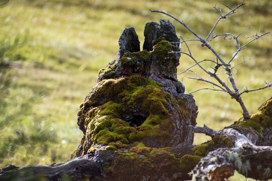 troco musgoso de &aacute;rbol, nudo de madera de &aacute;rbol antiguo cubierto de musgo y ramas secas con pastos de fondo 