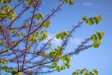 leaves against blue sky