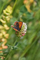 butterfly on flower