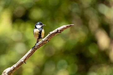 Obraz premium passeriformi e picchio rosso