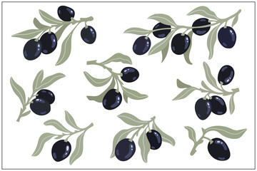 Collection of olive tree branches with leaves and berries. Vector graphics.
