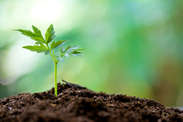 seedlings growing fertile soil.Young plants growing seed step nature