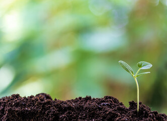 seedlings growing fertile soil.Young plants growing seed step nature