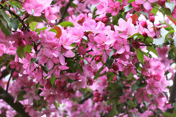 Bunch of the pink Apple tree  buds and flowers in the springtime