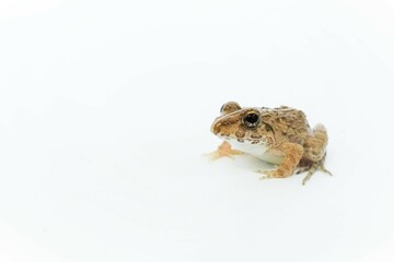 白背景に一匹のヌマガエルのアップ