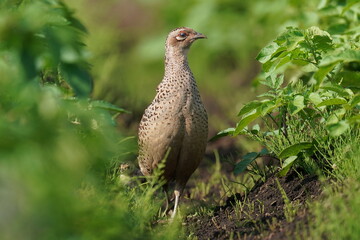 common pheasant ina field