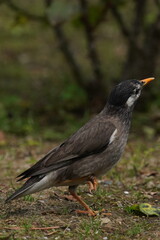 starling on a ground