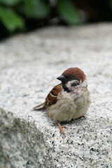 sparrow in a forest