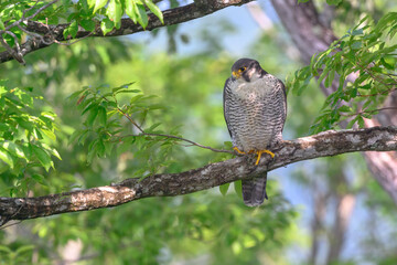 崖の木の枝にとまってヒナを見守るハヤブサ