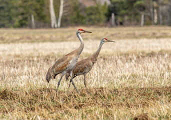 A pair of sandhill cranes walk through a freshly plowed agricultural farm field in the upper peninsula of Michigan. 