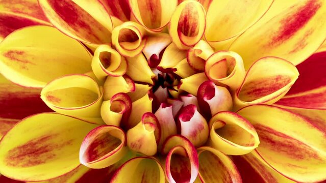 Time Lapse of blooming red yellow Dahlia, rotating. Timelapse of growing and opening beautiful flower, top view. Time-lapse blooms flower close-up.