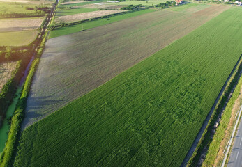 Aerial photography of young wheat field and arable crop land with irrigation channel’s
