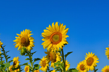 Yellow sunflowers grow in the field. Agricultural crops.