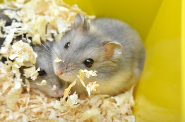 Pets hamsters live in a cage with wood shavings - obrazy, fototapety, plakaty