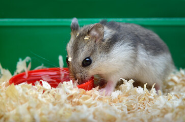 Pets hamsters live in a cage with wood shavings