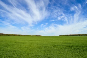 Papier Peint photo Lavable Prairie, marais Champ vert sur fond de ciel bleu