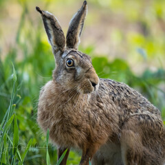 rabbit in the grass