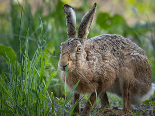 rabbit in the grass