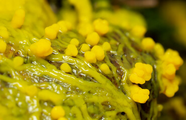 Slime mold, Myxomycota growing on leaf