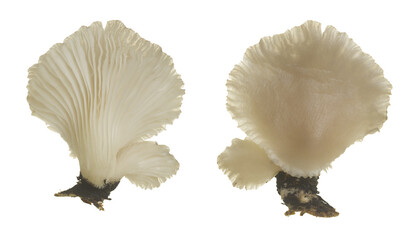 Indian oyster, Pleurotus pulmonarius isolated on white background