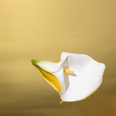 Beautiful fresh Kala flower on golden background with reflection. Elegant, luxury love or nature composition.