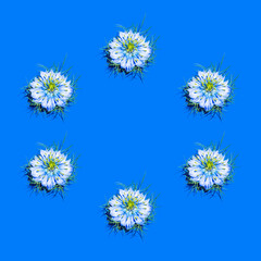 Creative pattern made of Nigella damascena, love-in-a-mist, ragged lady or devil in the bush on blue background. Gardening, nature composition.