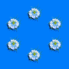 Obraz premium Creative pattern made of Nigella damascena, love-in-a-mist, ragged lady or devil in the bush on blue background. Gardening, nature composition.