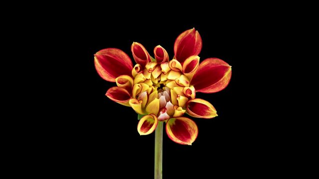 4K Time Lapse of blooming red yellow Dahlia. Timelapse of growing and opening beautiful flower isolated on black background. Time-lapse close-up.