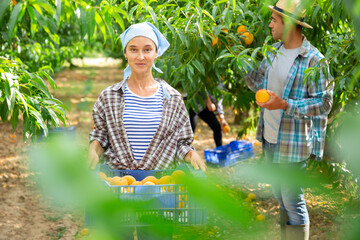 Farmer woman carrying fresh harvest of peaches in crate in fruit garden on sunny day